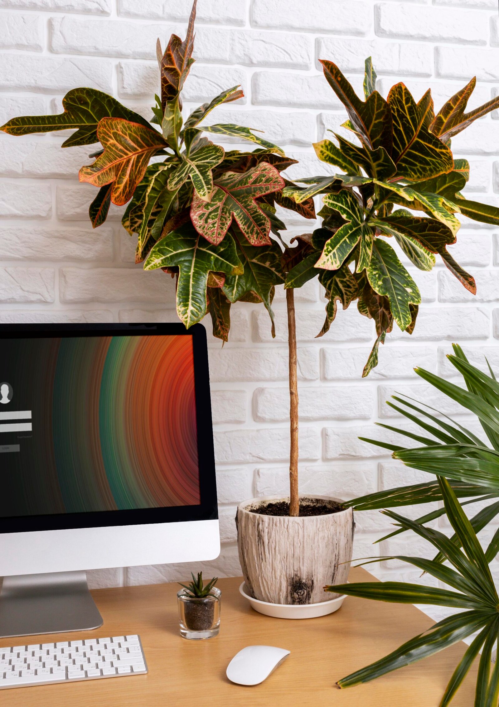 adesivo de parede, plantas, vaso, smart tv